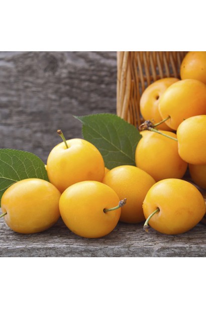 Алича великоплідна Гек — десертний сорт для свіжого споживання й консервації